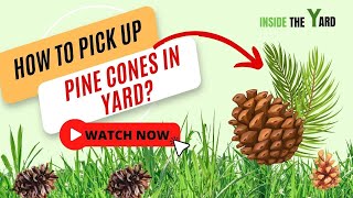 How To Pick Up Pine Cones in Yard 6 Ways for You [upl. by Ahsiryt]