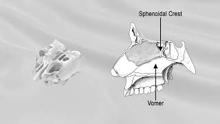 ETHMOID BONE [upl. by Jerome]