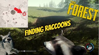 Raccoon raccoon skin Location 2021  The Forest  Tutorial [upl. by Cordalia]