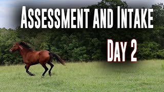 Assessment and Intake Day 2  Horse Plus Happenings 2  Sept 24 2024 [upl. by Cheyne]