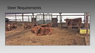 2019 Steer Profitability Competition SPC Informational Webinar [upl. by Accebber]