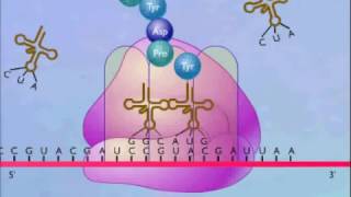 Protein Synthesis Animation Video [upl. by Assenab]