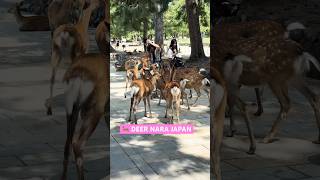 Cute Deer Nara Park Japan 動物園 奈良の鹿 naraparkjapan zoo deer park japan [upl. by Arracahs]