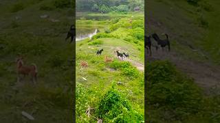 Aayi nai youtubeshort animals sabscribe [upl. by Emmeram]