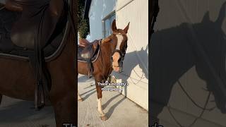 Where did all my money go 💸😂 horse equestrian pony horses funny trending hest pferde fun [upl. by Sandeep429]