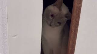 【tonkinese】watching from the darkness トンキニーズ [upl. by Michiko]