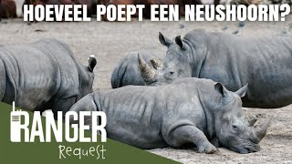 HOEVEEL POEPT EEN NEUSHOORN  Ranger Request [upl. by Aierdna159]