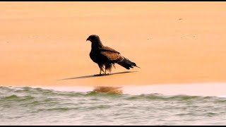 Indian spotted eagle at the beach Amazing Brahminy kite Birds picking stones why [upl. by Bohun272]