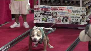 Hawaiis Strongest Pit Bull Competition [upl. by Aihsemek]