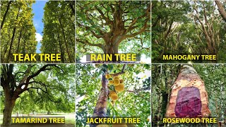 Teak Tree Mahogany Tree Rosewood Tree Rain Tree Jackfruit Tree Tamarind Tree [upl. by Lama108]