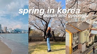 Busan and Gyeongju Weekend 🌸 spring cafe hopping cherry blossoms life in korea vlog [upl. by Kcirred]