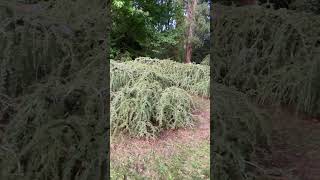 WEEPING BLUE ATLAS CEDAR  cedrus atlantica glauca pendula [upl. by Raney586]