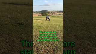 Is summer at its end shortsyoutube horse horsemanship foryou horseriding [upl. by Zina]