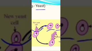 Yeast explained so well science scienceexperiment shortsvideo shorts [upl. by Kettie820]