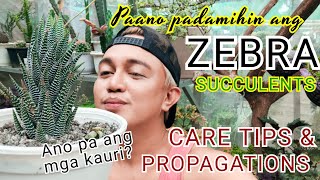 ZEBRA succulents PLANT CARE TIPS amp PROPAGATIONS [upl. by Adnuahsor]