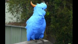 Rare Blue Cockatoo Discovered [upl. by Kirkpatrick]