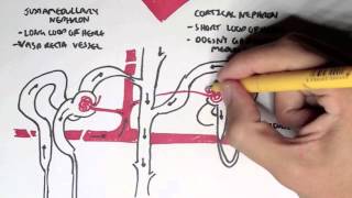 Nephrology  Kidney and Nephron Overview [upl. by Coster]