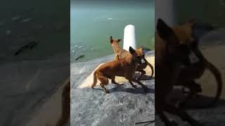 Dog gets eaten by Alligator [upl. by Bernardina233]