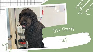 STANDAARD LABRADOODLE KRIJGT EEN BEURT IN TRIMSALON  2 [upl. by Vernita]