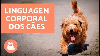 Linguagem corporal dos cães os movimentos do rabo [upl. by Castra]