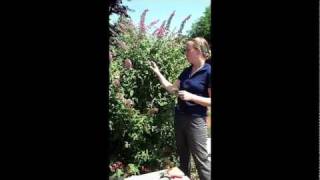 How to Propagate a Butterfly Bush [upl. by Airdnala]