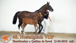 48 Nostalgisch VDP v Heartbreaker x Quidam de Revel wwwprinsjesdageu [upl. by Beal]