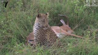 This Female Leopard Just Caught An Impala [upl. by Haik]