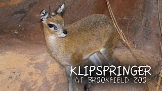 Klipspringer Goes Bouncing at Brookfield Zoo [upl. by Eanod]