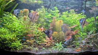 Juwel Vision 450 Planted Aquarium [upl. by Woods943]