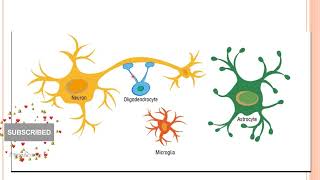 Cerebrum and Cerebellum Histology by Dr Shagun [upl. by Tillion]