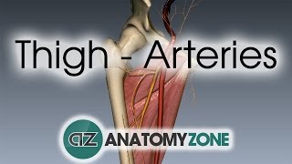 Thigh Arteries  3D Anatomy Tutorial [upl. by Kerad]