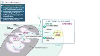 Biology and Biochemistry Fates of Pyruvate [upl. by Schonfield]