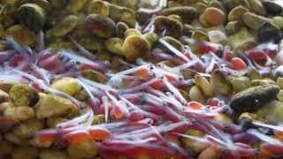 Salmon Eggs Hatching  Chinook  Alevin [upl. by Adlesirc]