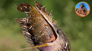 Watch This Anhinga Swallow a MASSIVE Fish Whole [upl. by Auliffe479]