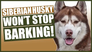 PUPPY TRAINING How To Stop Your Husky Barking [upl. by Nysila]