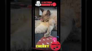 A Gatinhah Cherry agatinhahcherry [upl. by Eisaj]