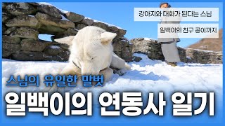 담양 연동사의 선행스님과 3대째 절을 지키는 개 일백이  스님 말로는 대화가 된다는데 진짜인가요 [upl. by Nnalyrehc]