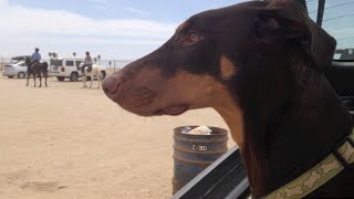 Doberman Pinscher Socialization [upl. by Fante221]