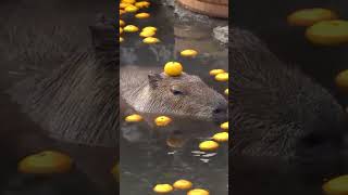 The Capybara Song Music Video Unofficial [upl. by Emmerich724]