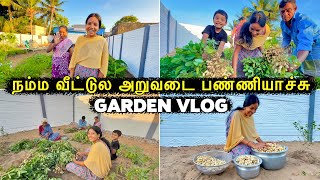 நம்ம வீட்டுல வேர்க்கடலை அறுவடை பண்ணியாச்சு 😍 Garden Harvest 🤣 Vinoth Seetha [upl. by Ecnarrot]