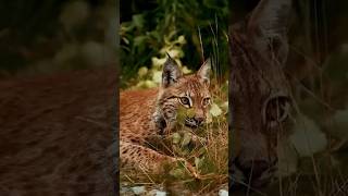 The Eurasian Lynx [upl. by Kazmirci]