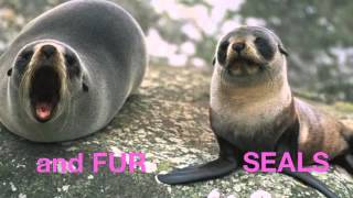 Pinnipeds [upl. by Courtund127]