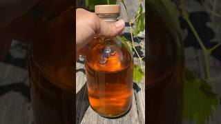 How to Make a Calendula Infused Oil [upl. by Baryram]