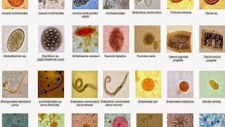 Introduction to Parasitology [upl. by Tnemelc]