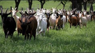 La ferme des trois chênes  Ten fais tout un fromage [upl. by Elbertina664]