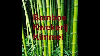 Bamboe Kwekerij Kimmei [upl. by Rim]