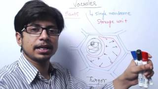 Vacuole Structure and Function [upl. by Pasadis]