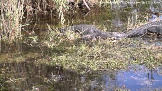 Anhinga Trail in Everglades National Park 1080p [upl. by Ellatsyrc]