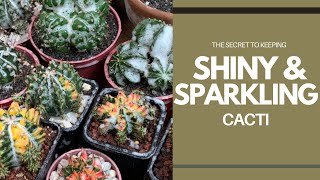 ENG SUB The Secret to Clean and Shiny Cacti  DIY  Gymno Collection [upl. by Bayard521]