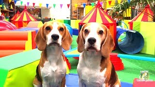 AMUSEMENT PARKFOR DOGS HILARIOUS REACTIONS FROM MY BEAGLES [upl. by Erihppas]